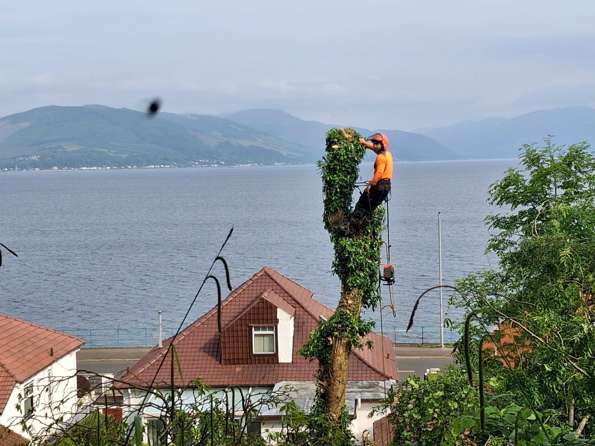 Tree surgery with Firth of Clyde backdrop — Stemma Tree Care
