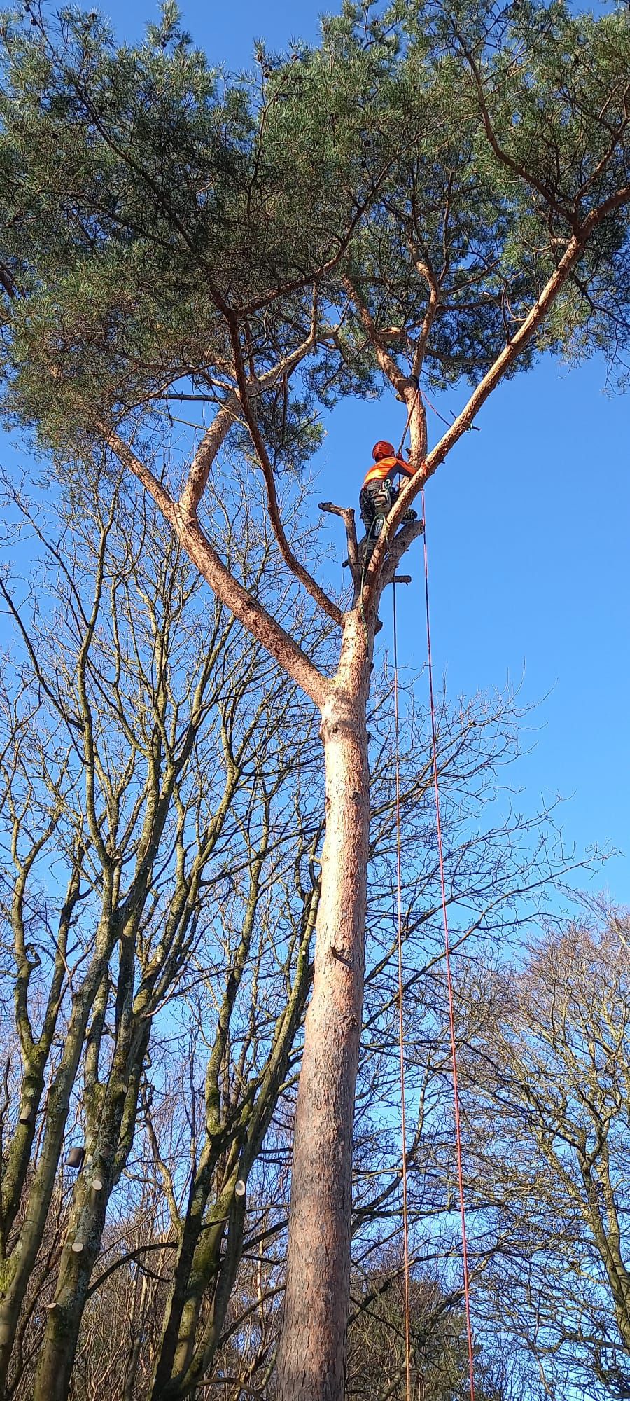 High-altitude pine tree work — Stemma Tree Care