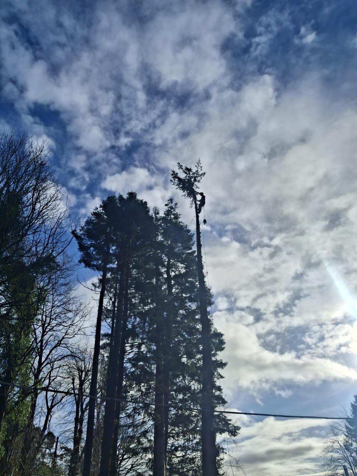 Tree climber silhouette — Stemma Tree Care