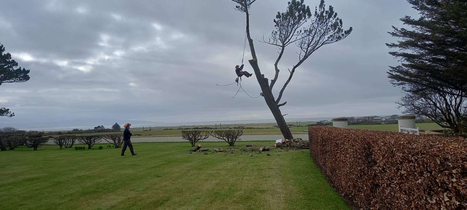 Coastal tree work — Stemma Tree Care