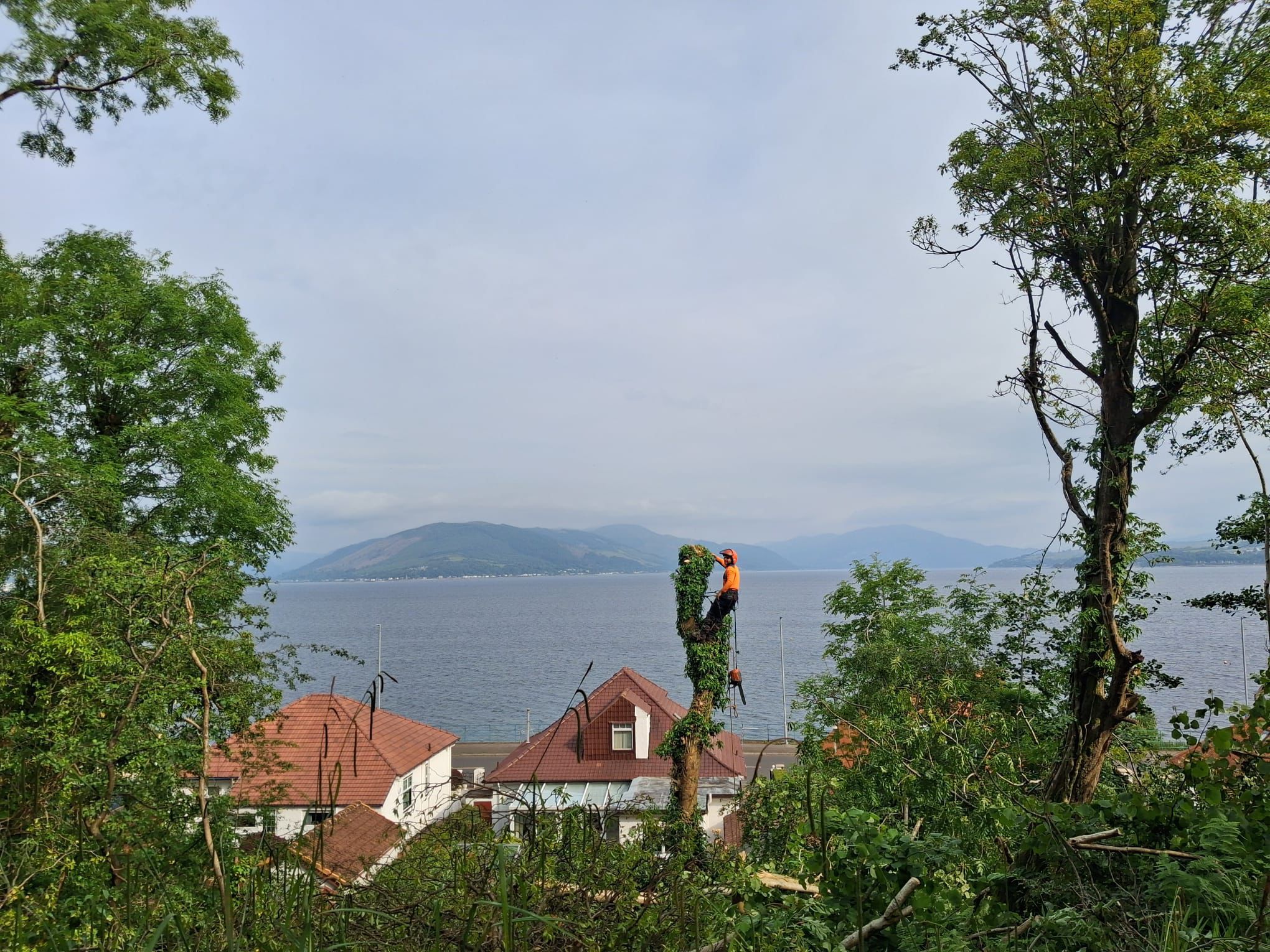 Tree surgery with Scottish loch backdrop — Stemma Tree Care