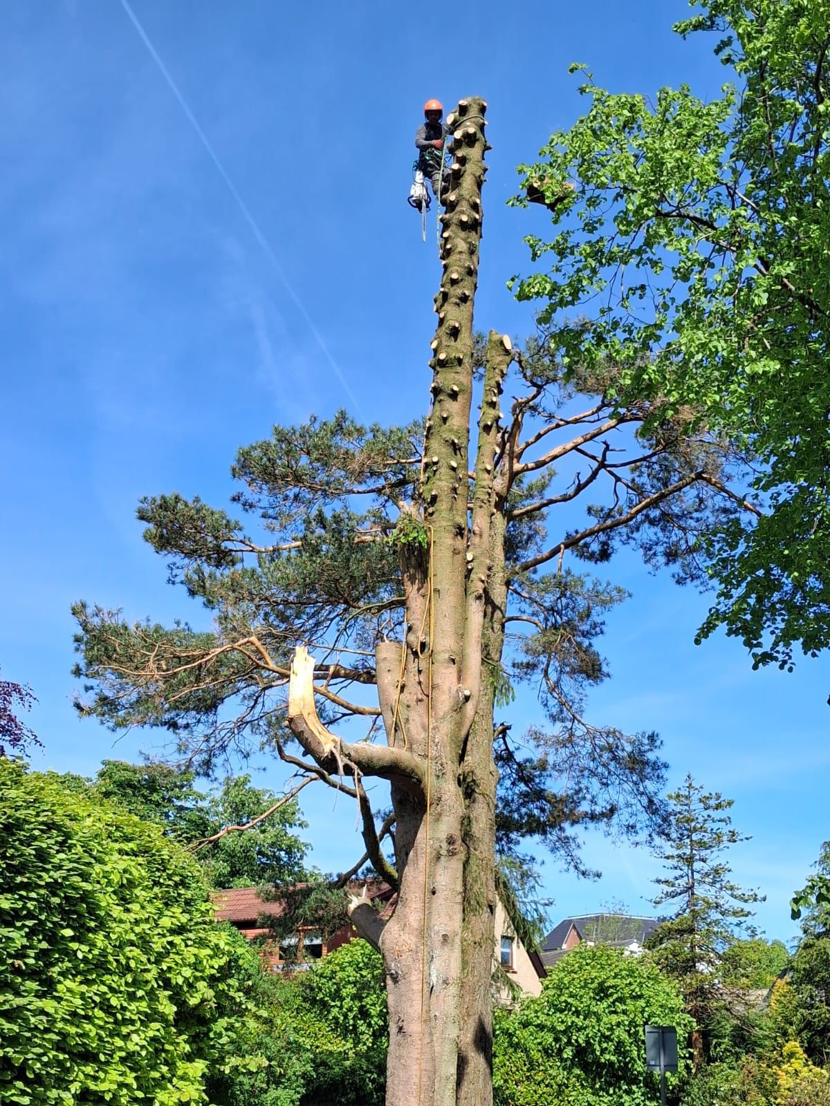 Summer tree surgery — Stemma Tree Care