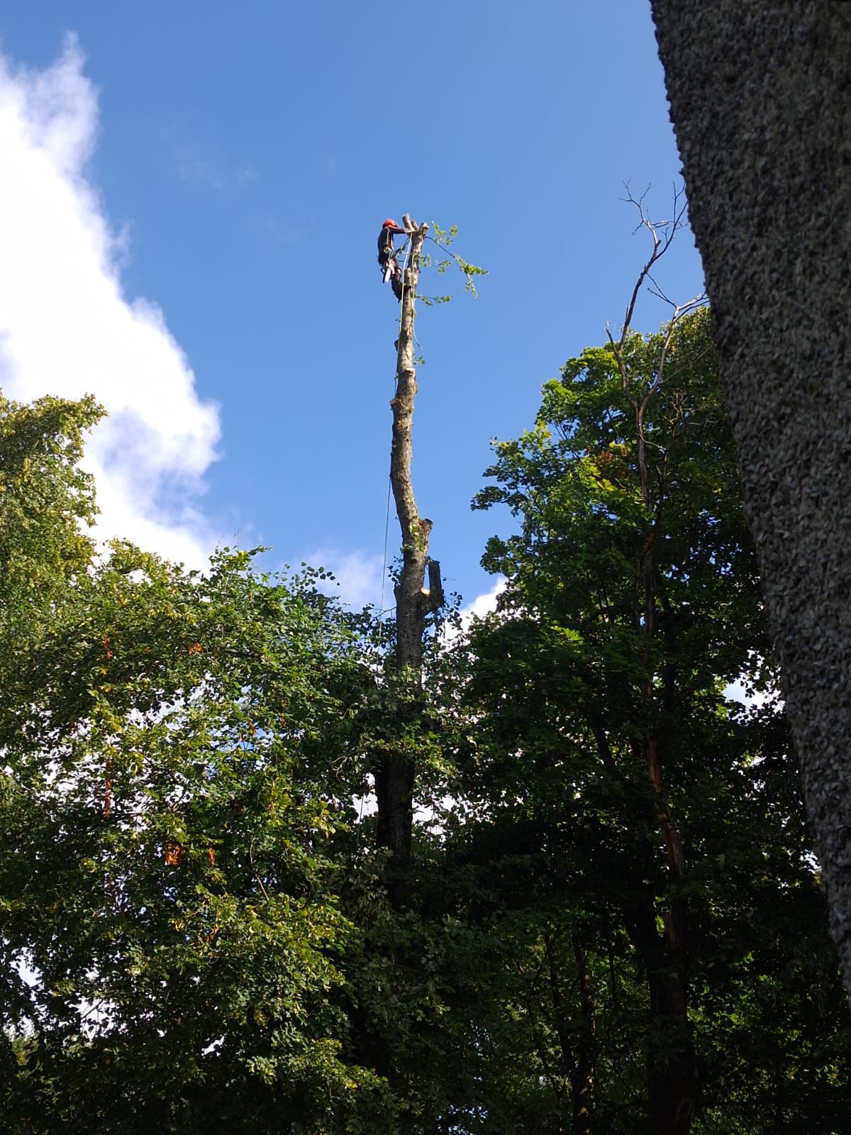 Forest tree surgery — Stemma Tree Care