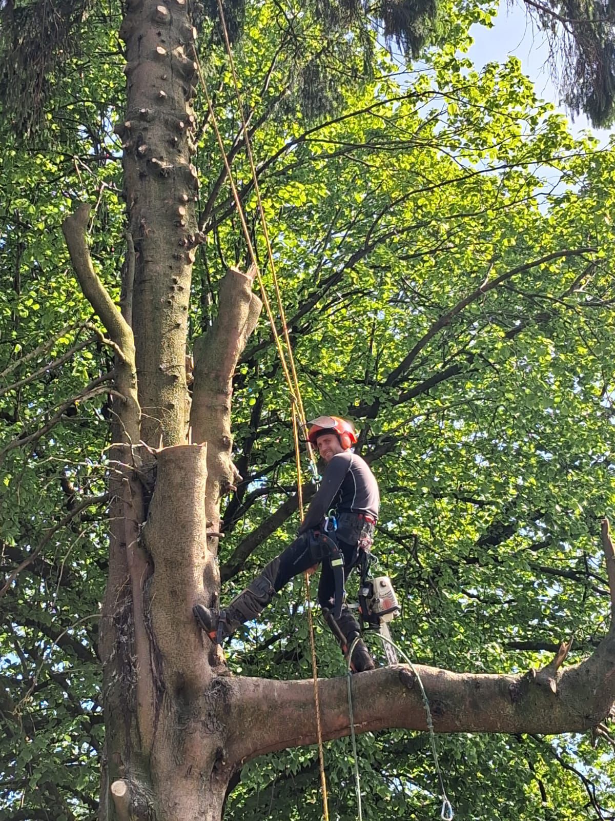 Stemma Tree Care — professional tree surgery