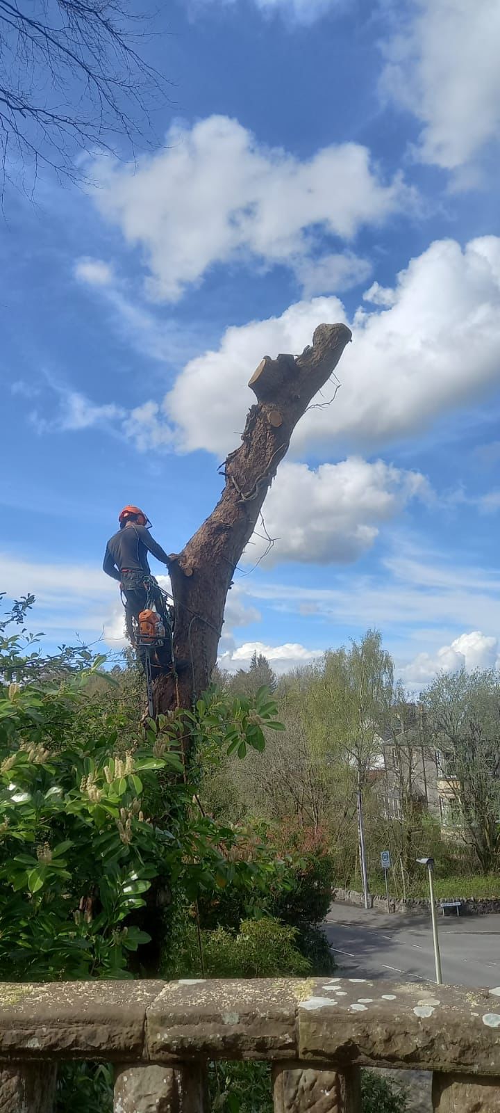 Tree removal — Stemma Tree Care