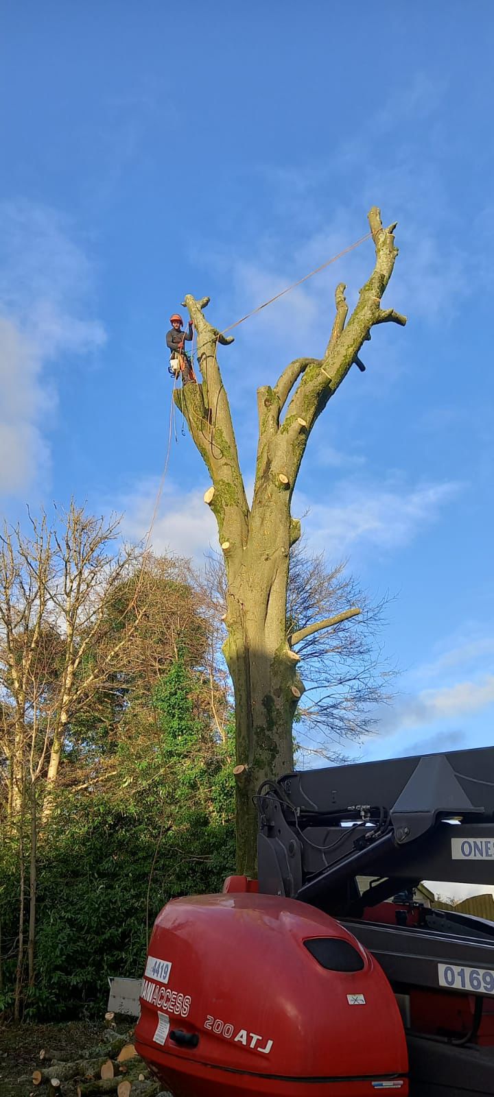Crown reduction — Stemma Tree Care