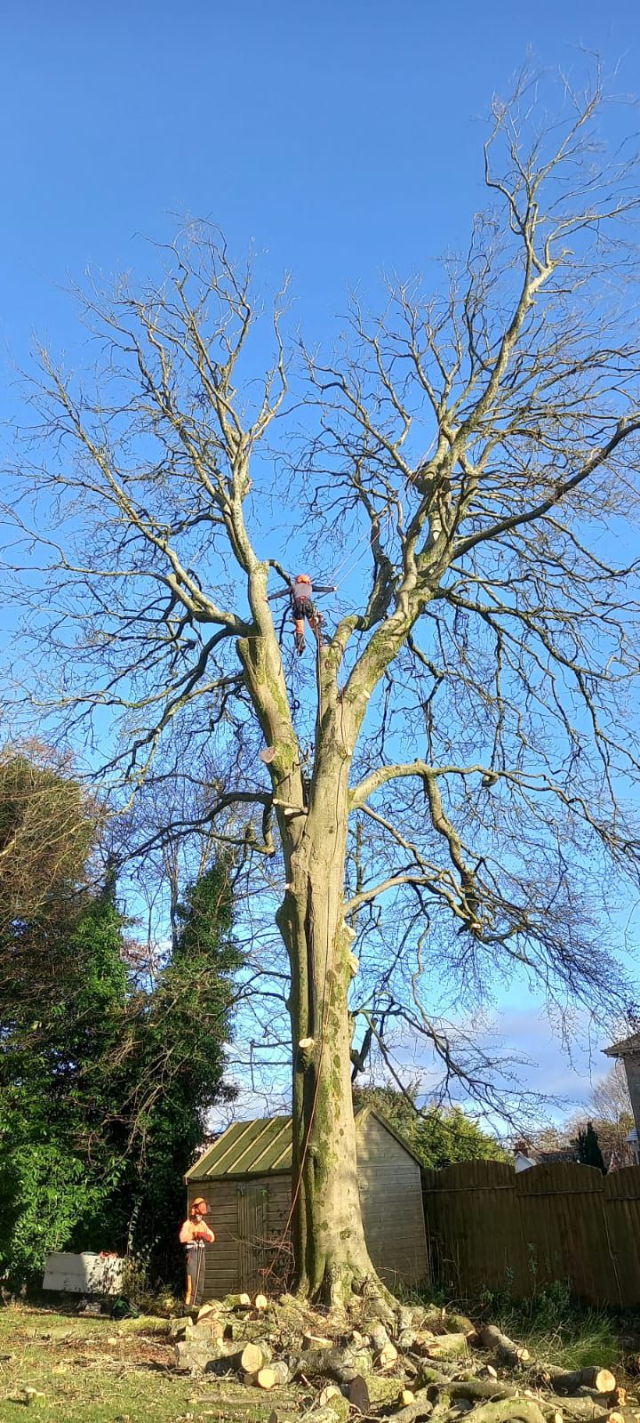 Stemma Tree Care team at work