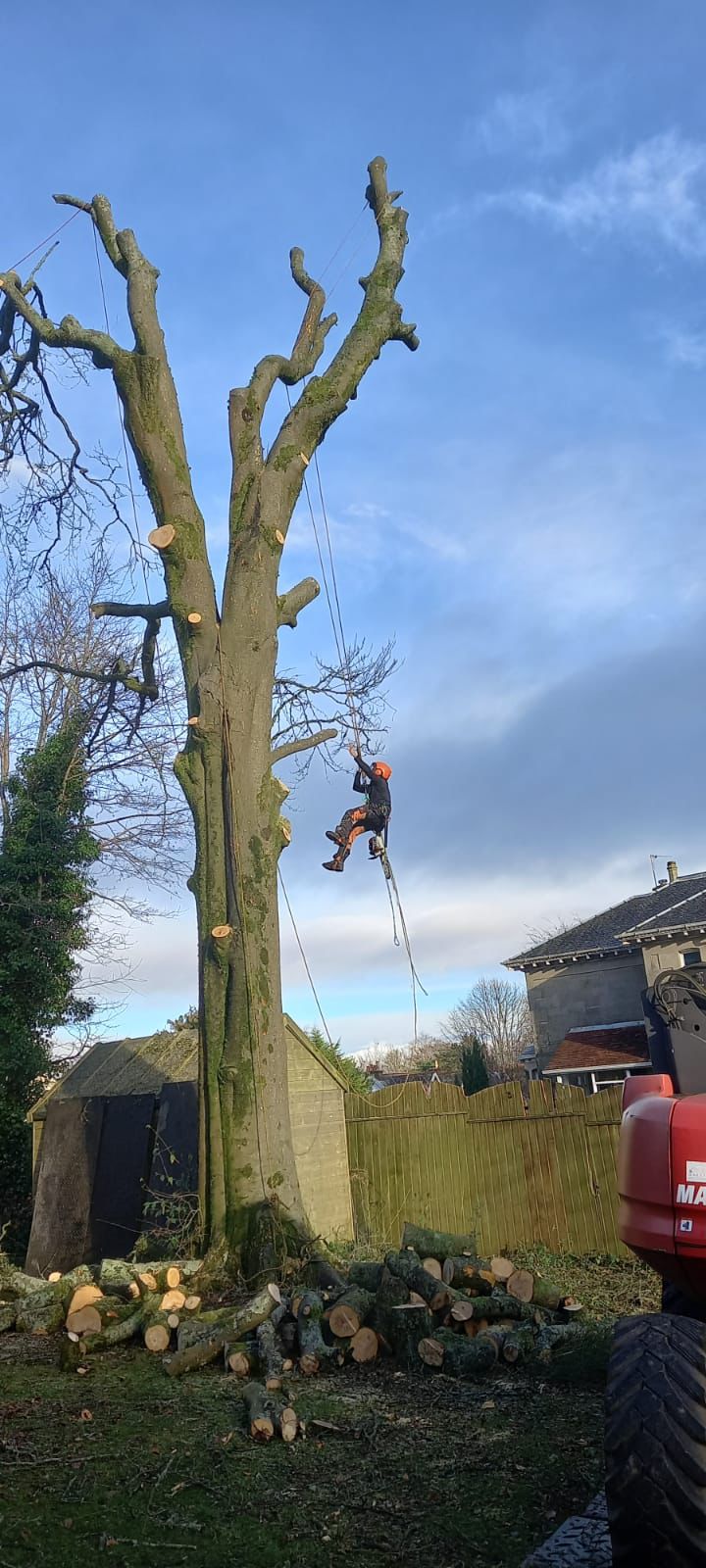 Storm clearance — Stemma Tree Care