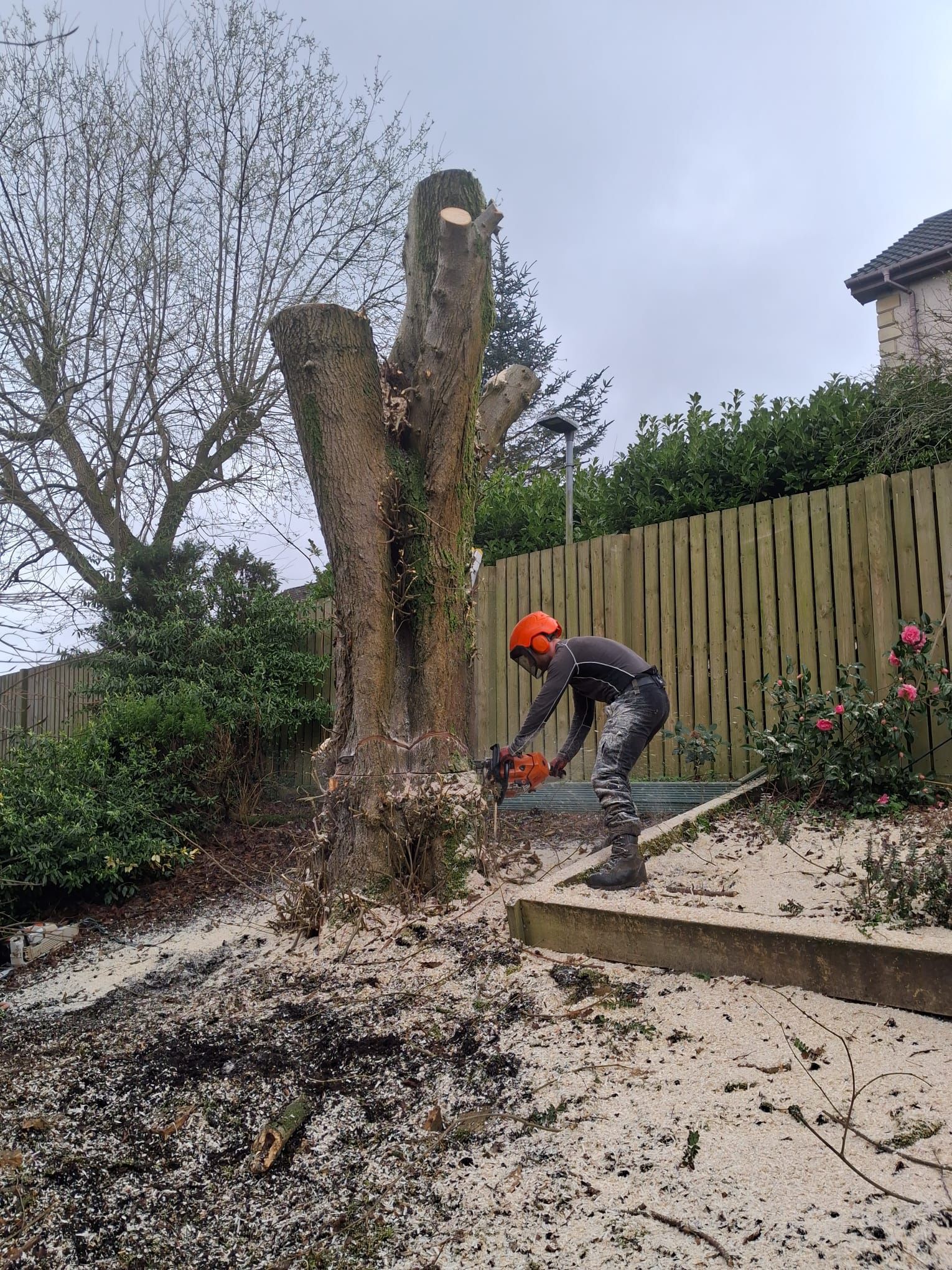 Tree removal by Stemma Tree Care